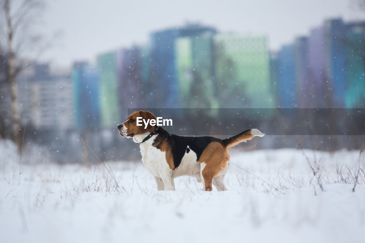 DOG STANDING ON FIELD DURING WINTER