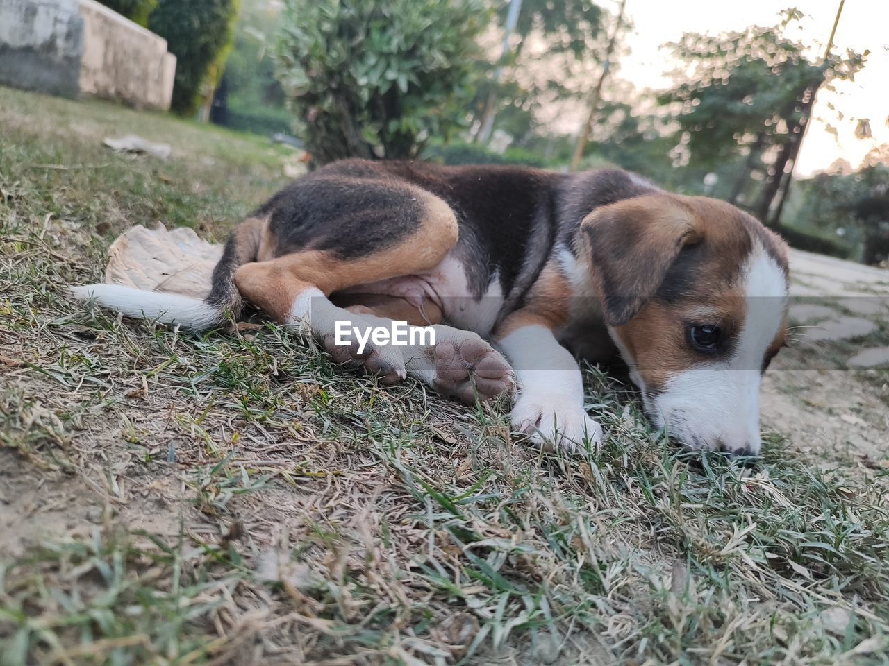 pet, animal themes, mammal, animal, dog, domestic animals, one animal, canine, beagle, relaxation, grass, plant, estonian hound, no people, nature, resting, hound, lying down, american foxhound, young animal, treeing walker coonhound, puppy, sleeping, day, outdoors, basset artésien normand