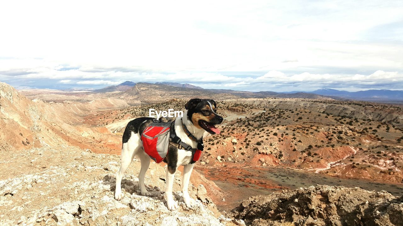 FULL LENGTH OF DOG ON LANDSCAPE AGAINST MOUNTAIN RANGE