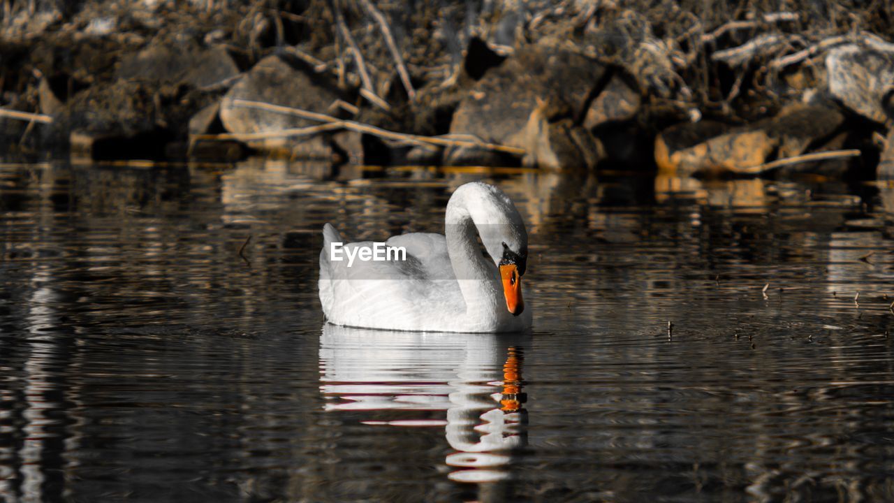 Swan swimming in lake