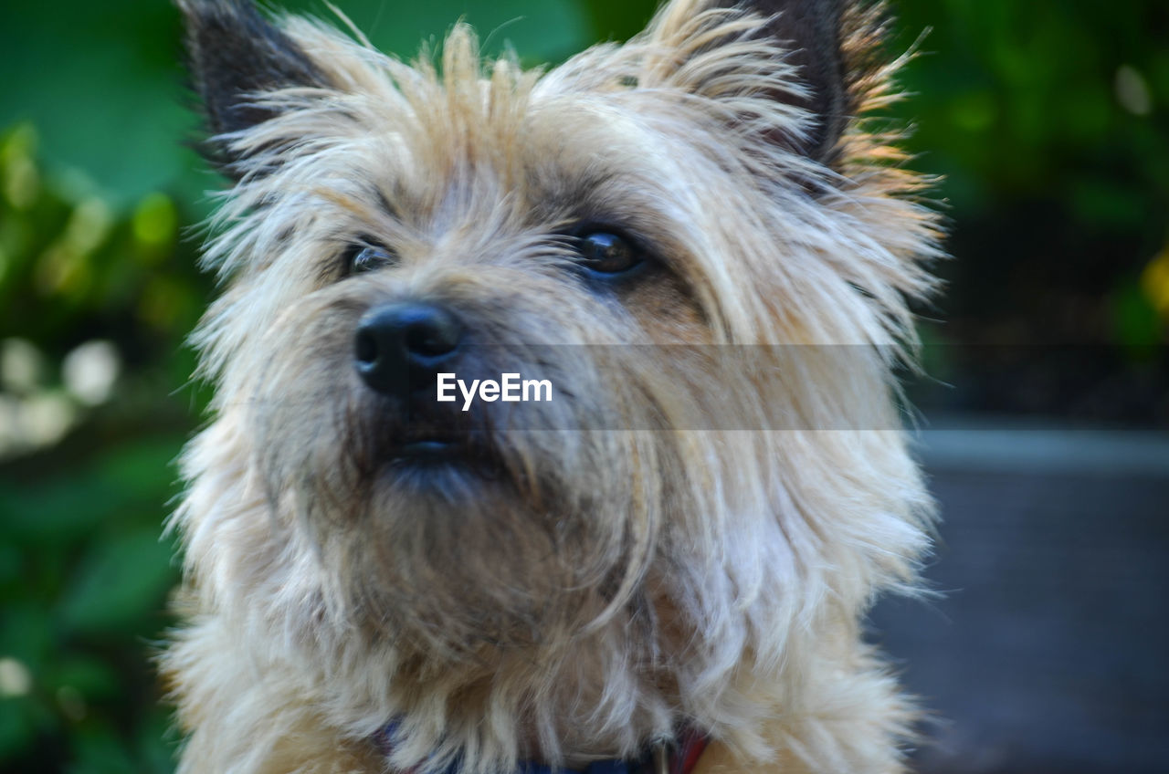 CLOSE-UP OF DOG IN PARK