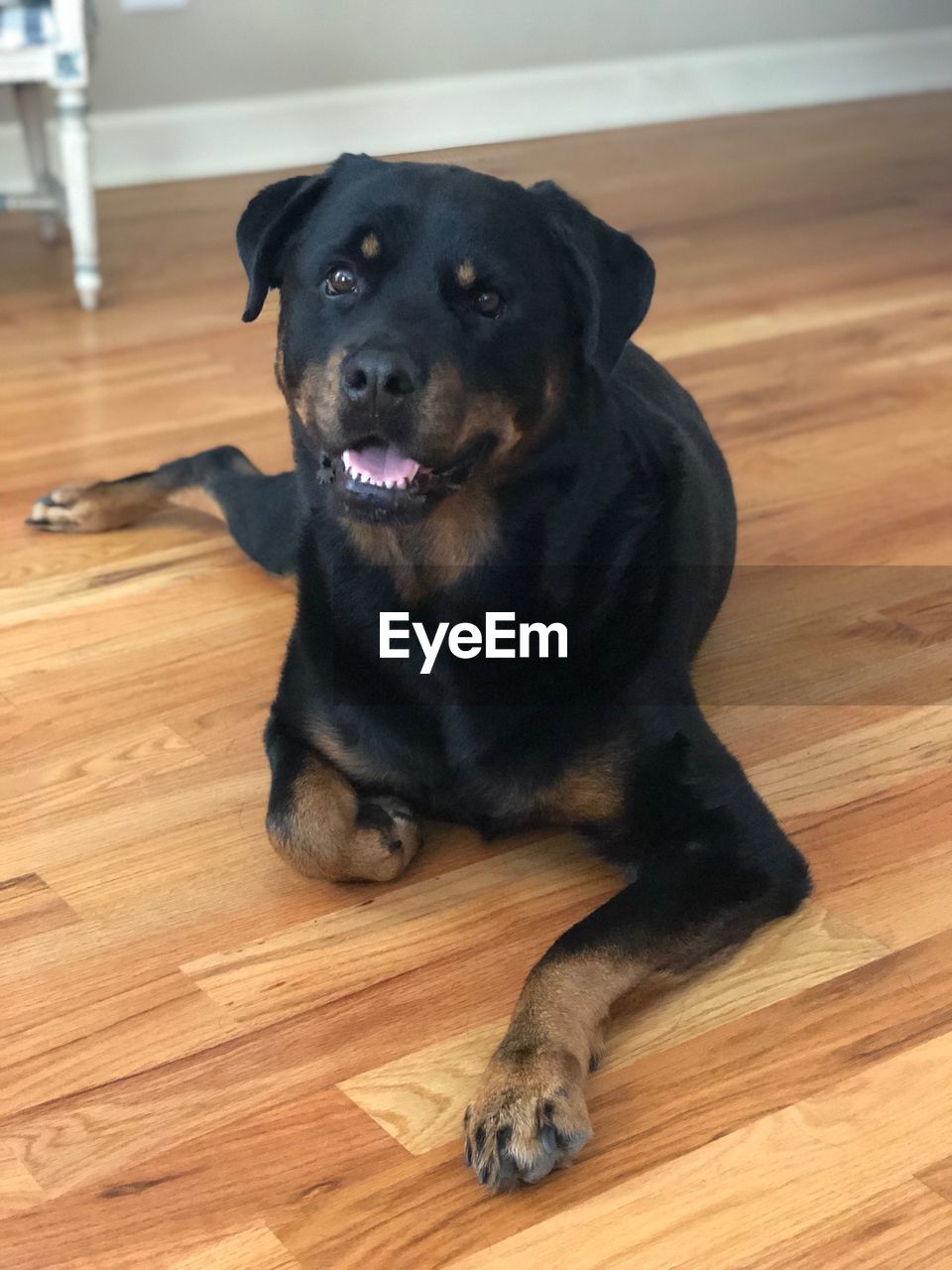 PORTRAIT OF A DOG