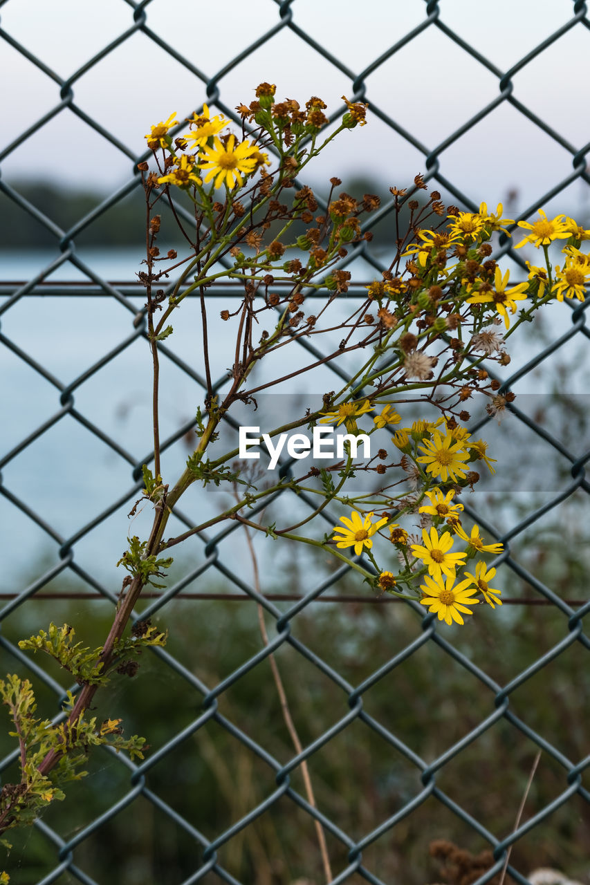 flower, flowering plant, plant, fence, yellow, boundary, focus on foreground, fragility, barrier, growth, vulnerability, nature, chainlink fence, close-up, security, safety, freshness, day, no people, beauty in nature, flower head, outdoors