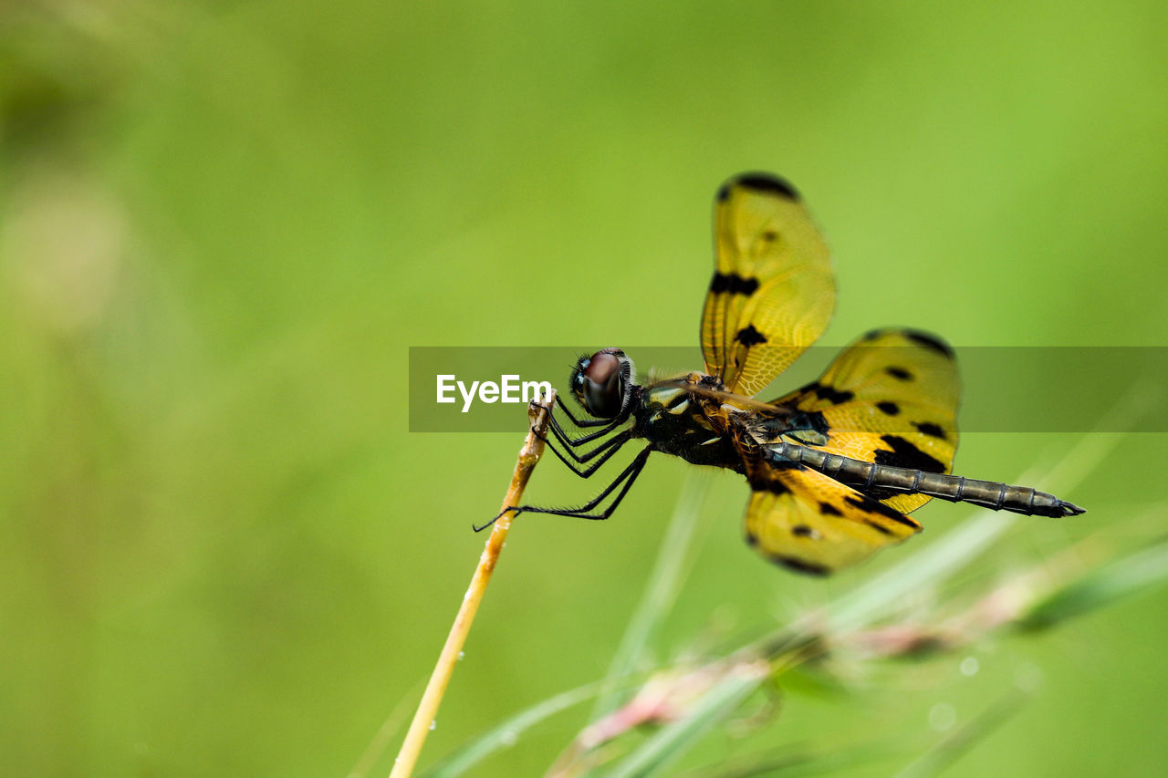 animal themes, animal wildlife, animal, insect, wildlife, animal wing, nature, beauty in nature, macro, one animal, close-up, plant, magnification, animal body part, macro photography, yellow, focus on foreground, green, resting, fragility, perching, no people, conformity, environment, outdoors, tranquility, light, flower, summer, full length, plant part, freshness, animal behavior, eating, selective focus, relaxation, dragonflies and damseflies, plant stem, light effect, leaf, awe, natural condition, feeding, bright, day, side view, green background, limb, extreme close-up