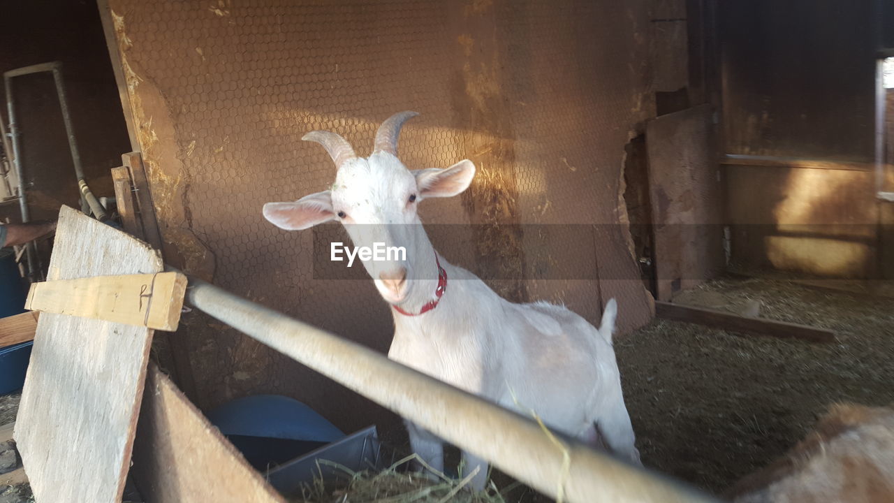 Goat in shed