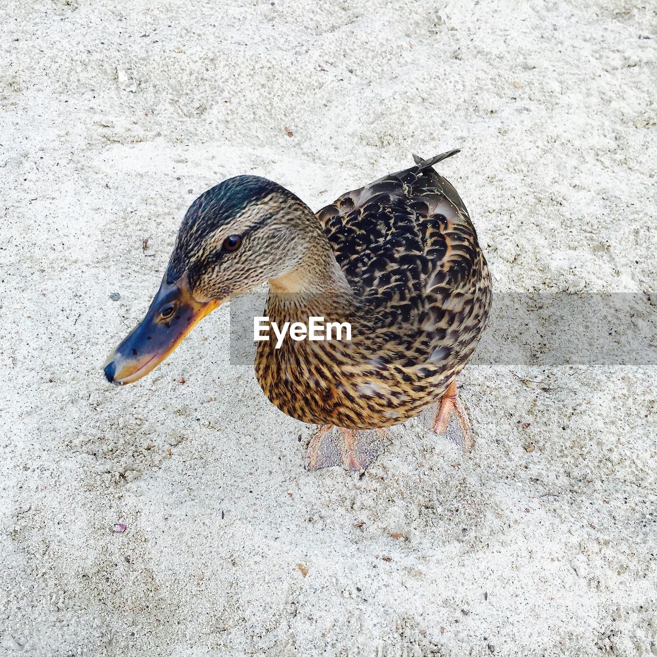 HIGH ANGLE VIEW OF A MALLARD DUCK