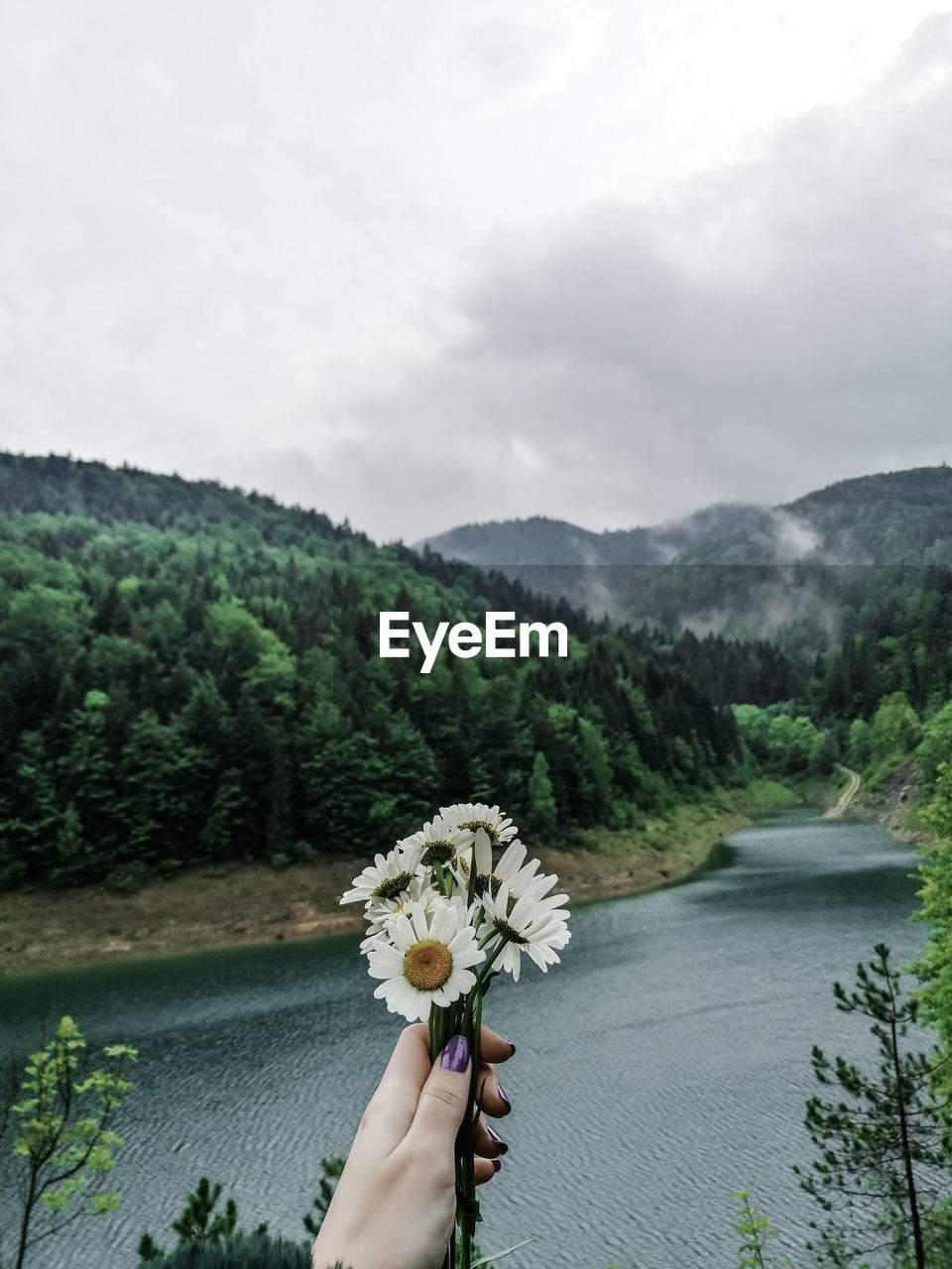 Person holding flowering plant against mountain