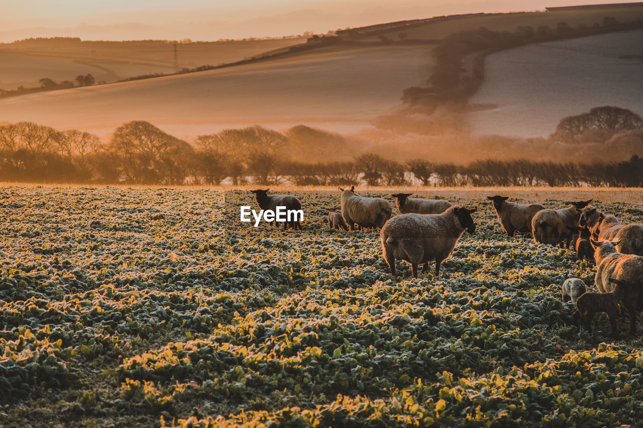 Sheep on landscape during sunset
