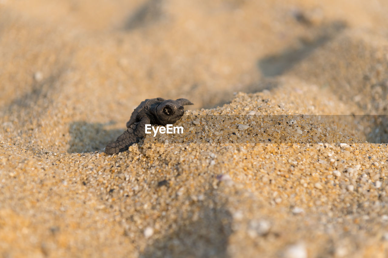 High angle view of turtle on sand at beach