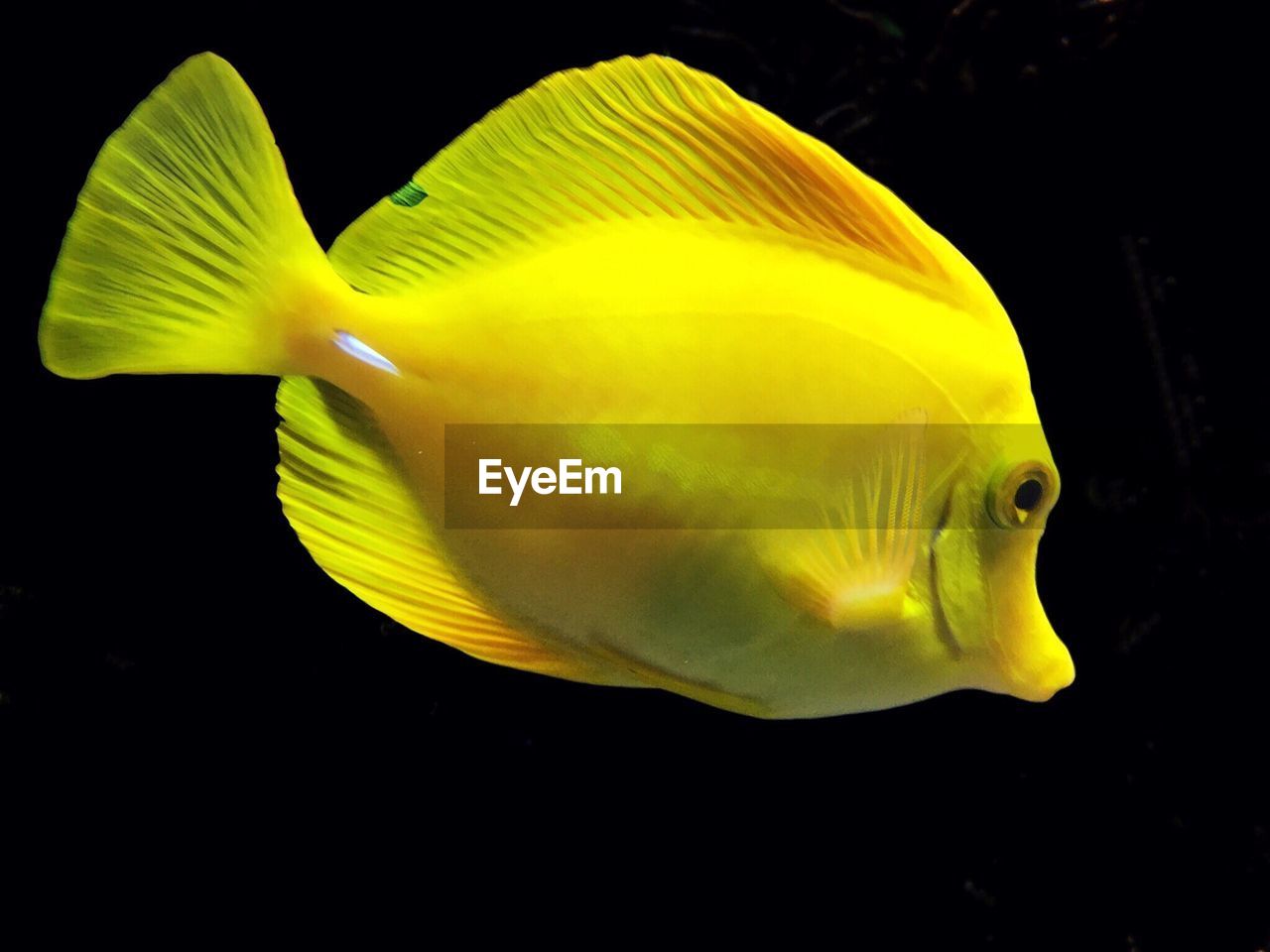 Close-up of yellow fish against black background