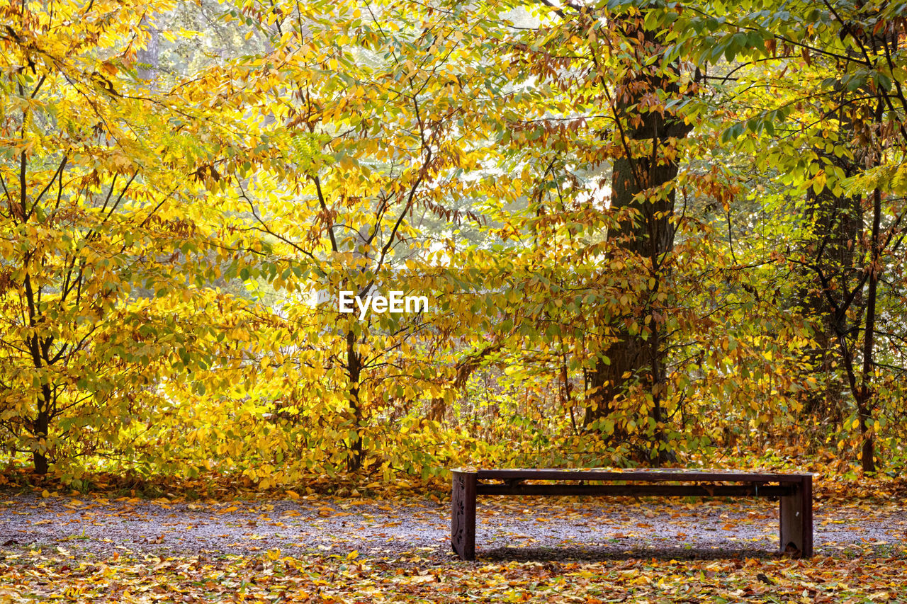 EMPTY BENCH IN PARK DURING AUTUMN LEAVES