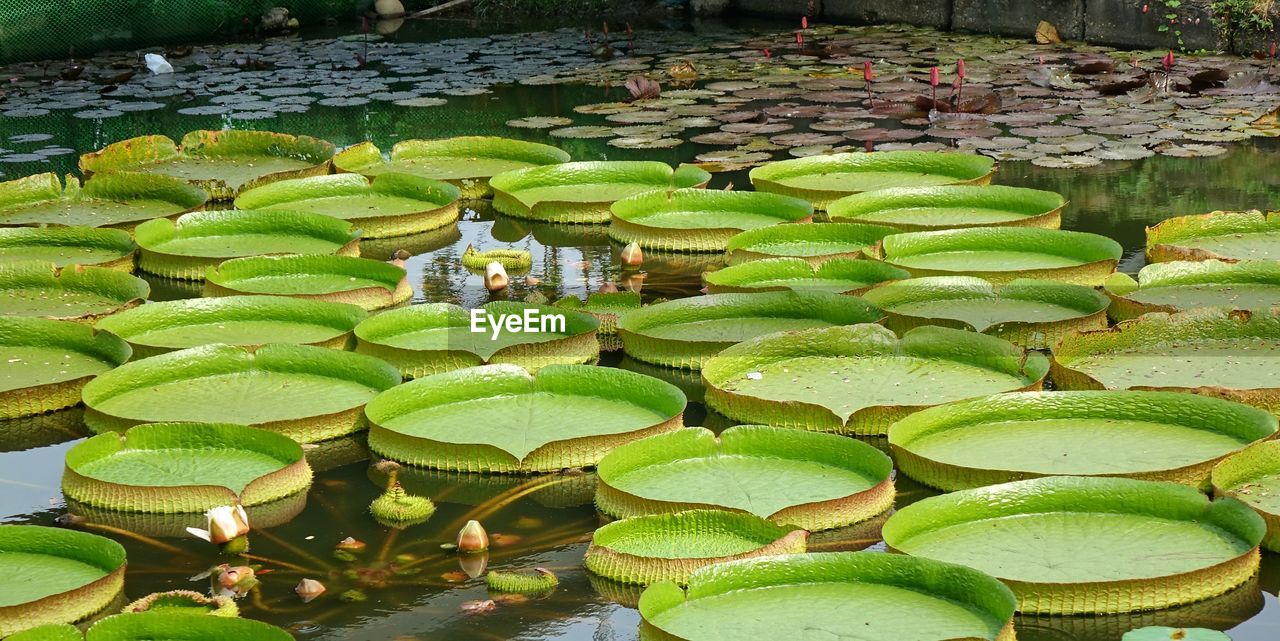 Close-up of water platters floating on pond