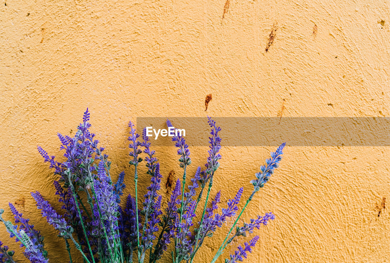 Close-up of purple flowering plant against wall