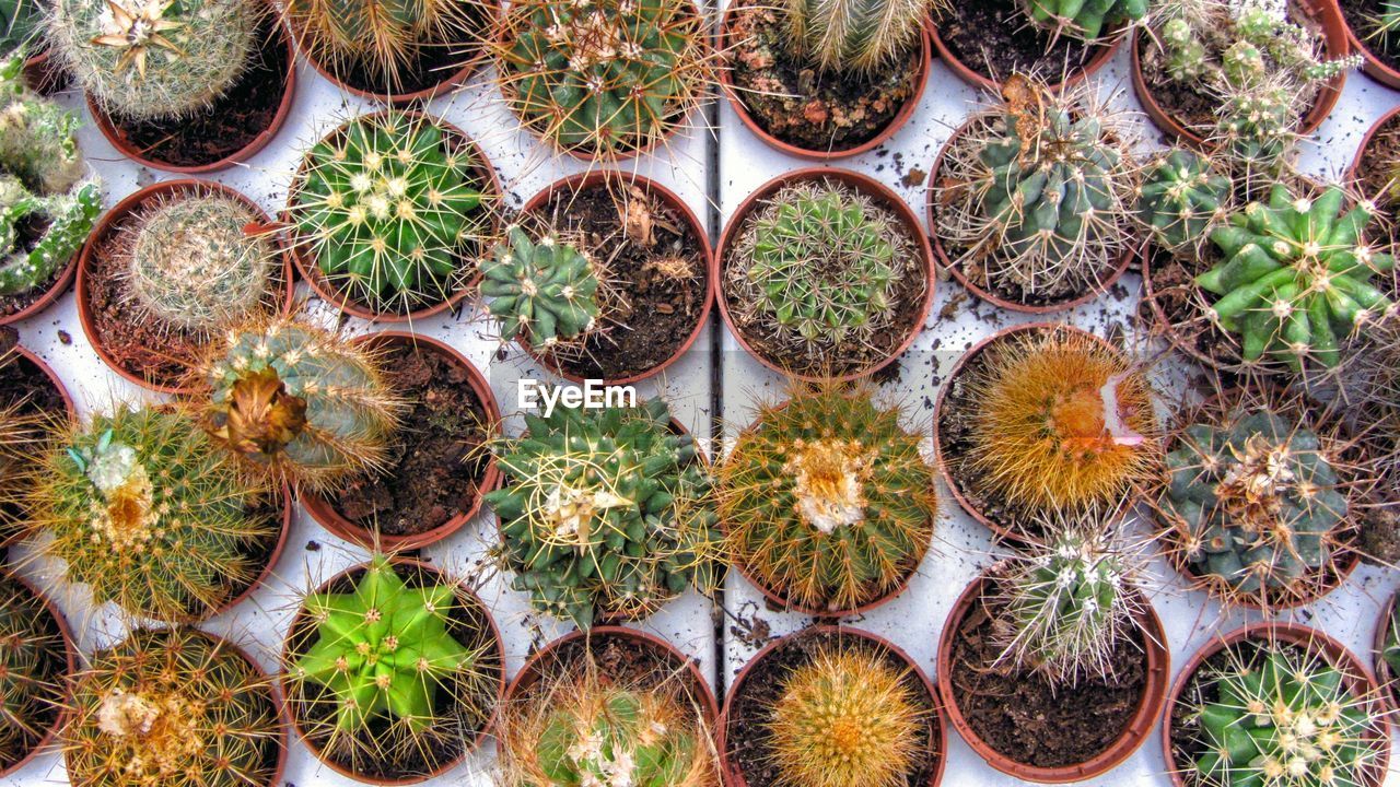 High angle view of potted cactus on field