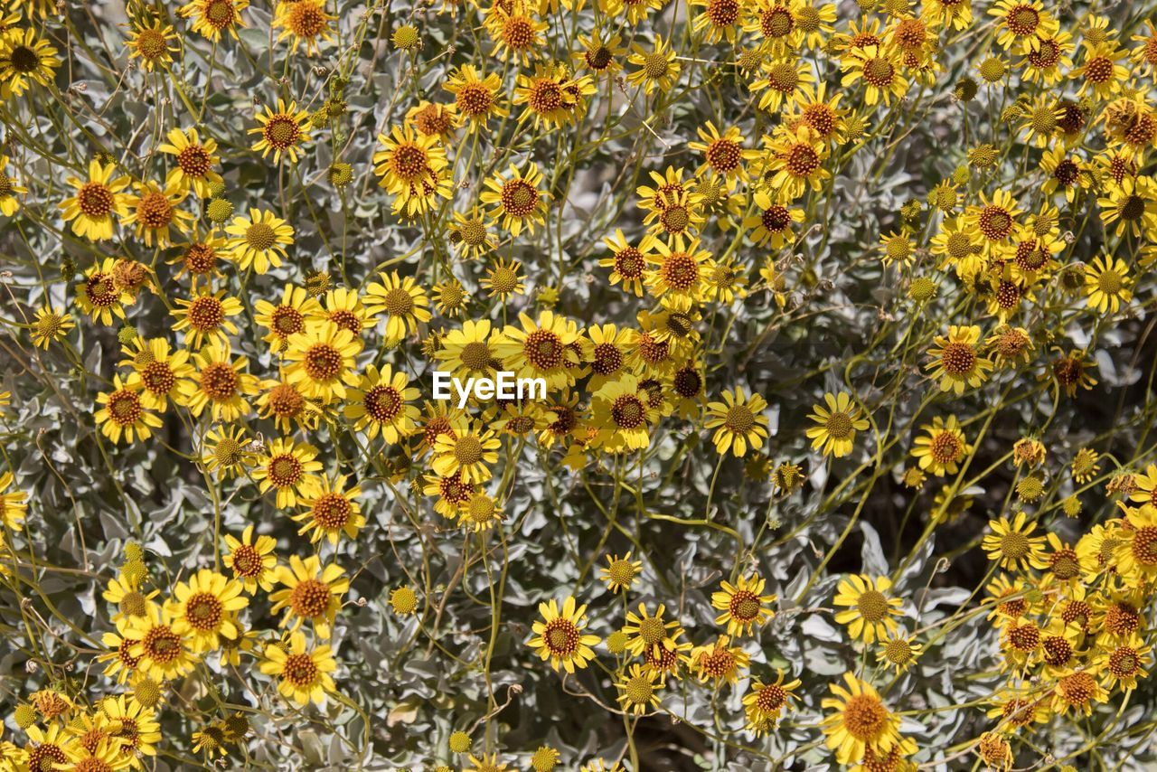 Full frame shot of yellow flowers