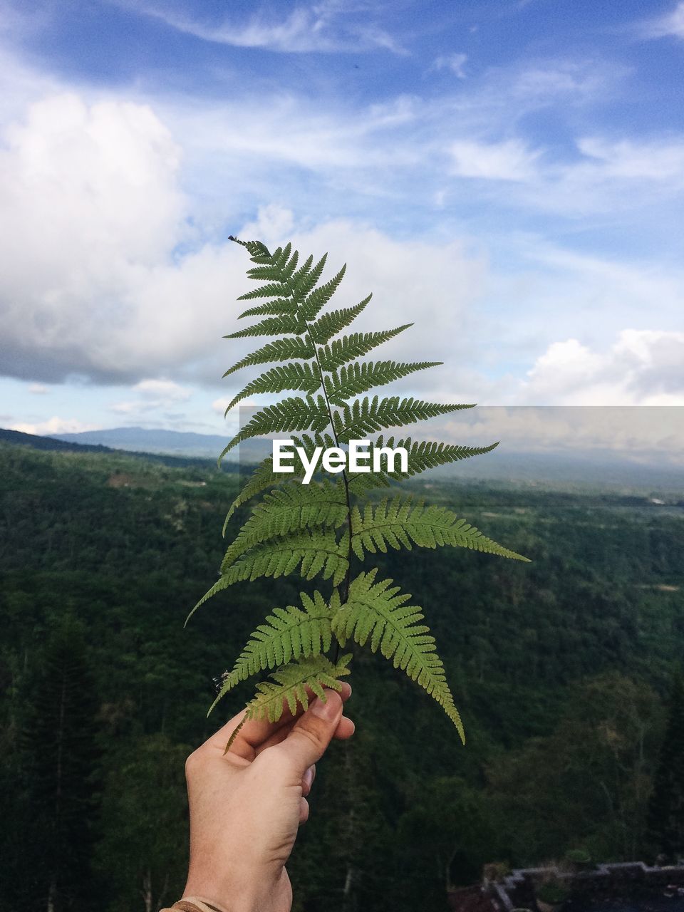 Cropped hand holding ferns against sky