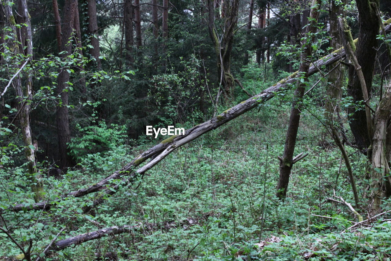 Trees in forest