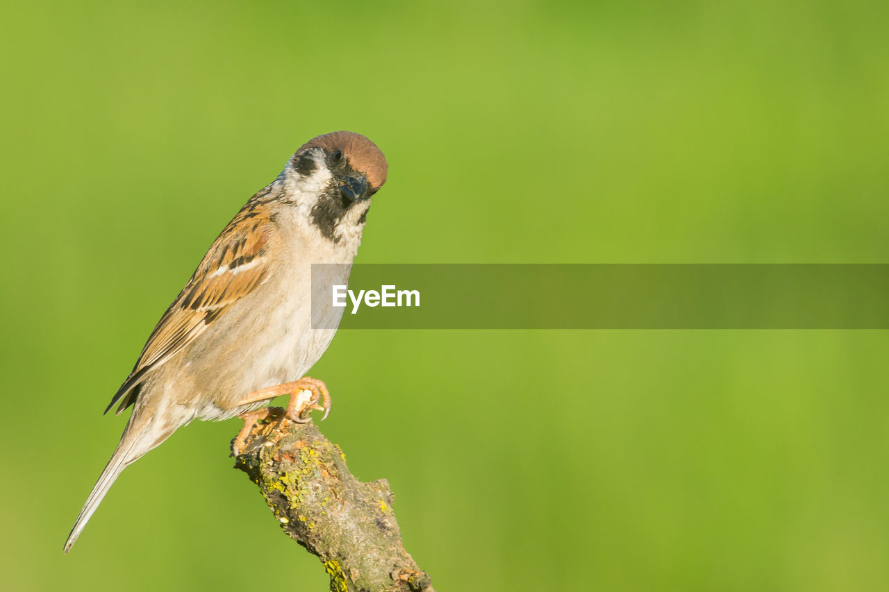 CLOSE-UP OF BIRD PERCHING ON A PLANT