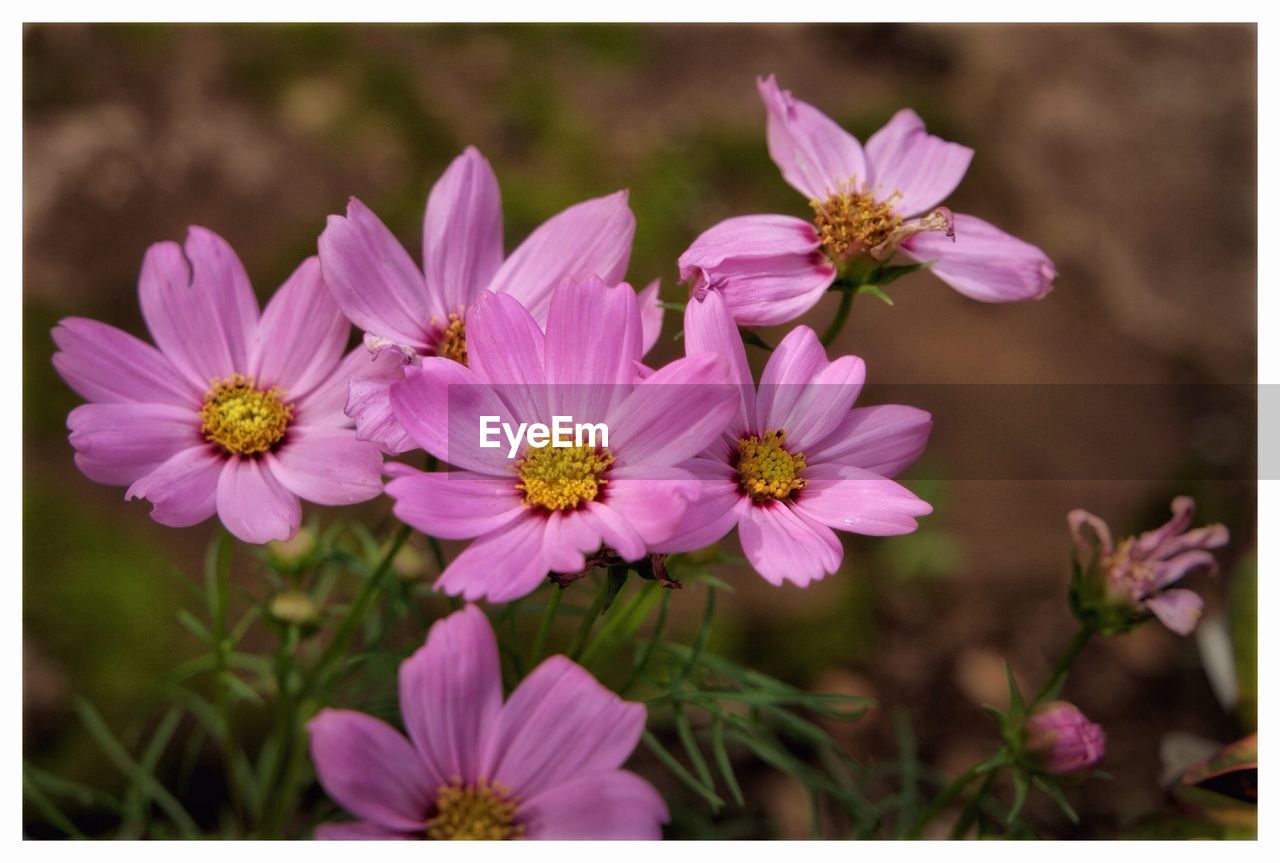 CLOSE-UP OF FLOWERS BLOOMING