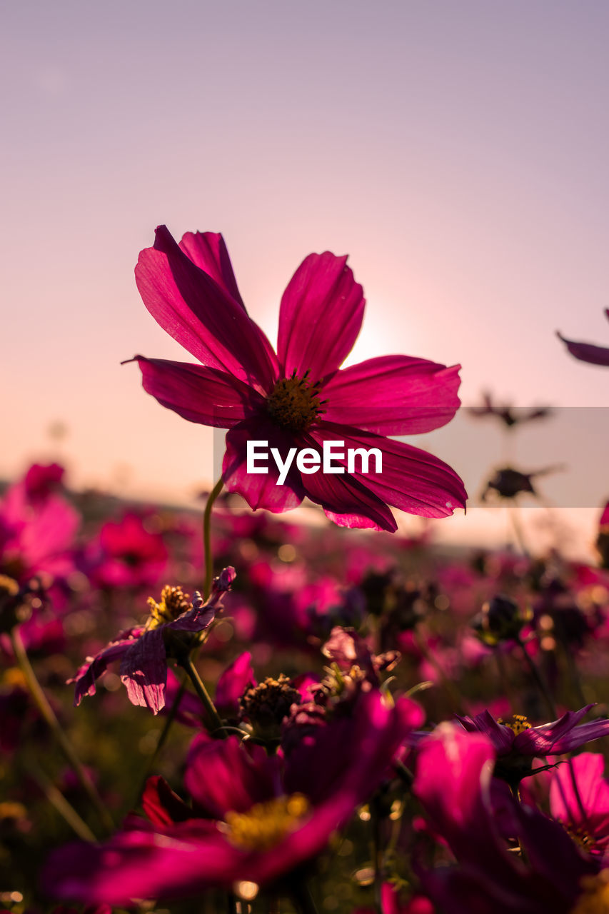 Close-up of pink flower cosmos