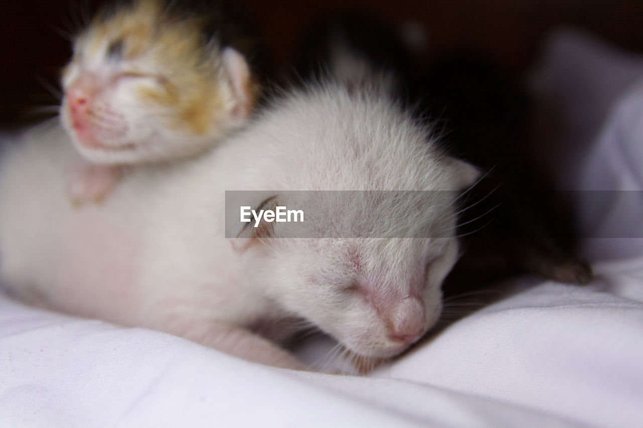 CLOSE-UP OF KITTENS SLEEPING ON BED