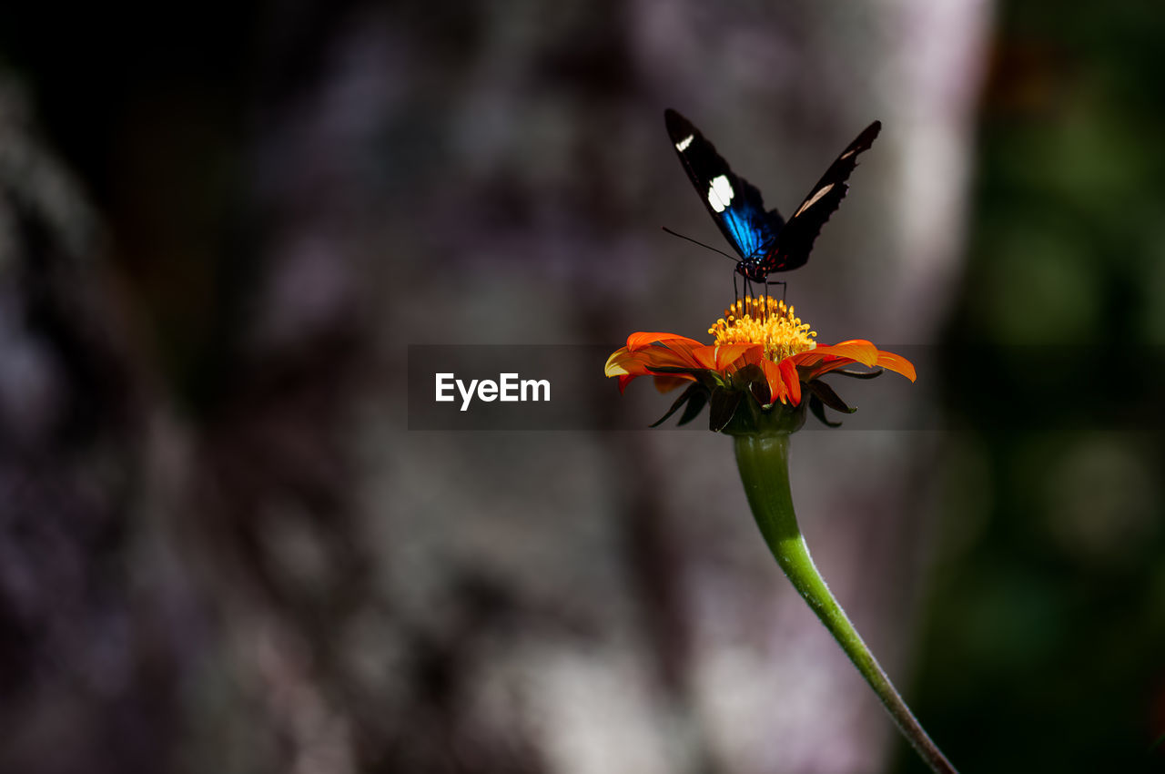 CLOSE-UP OF BUTTERFLY ON PURPLE FLOWERING PLANT