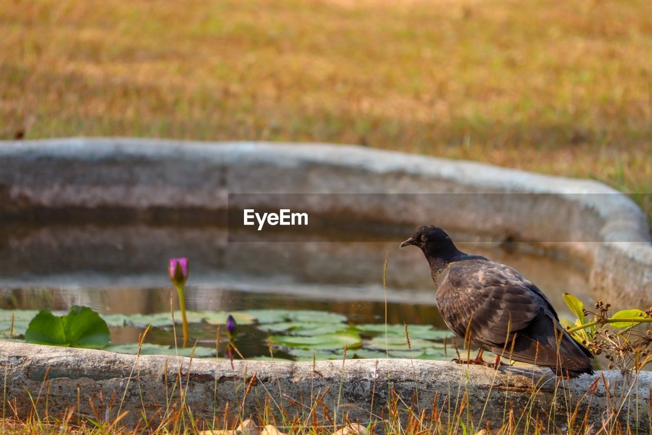 Birds perching on a land