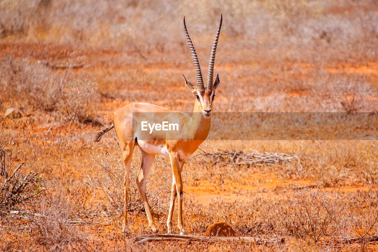 Gazelle standing on field at tsavo east national park