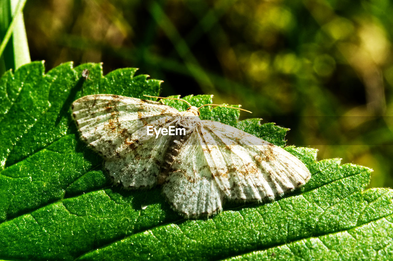 CLOSE-UP OF CATERPILLAR ON LEAF