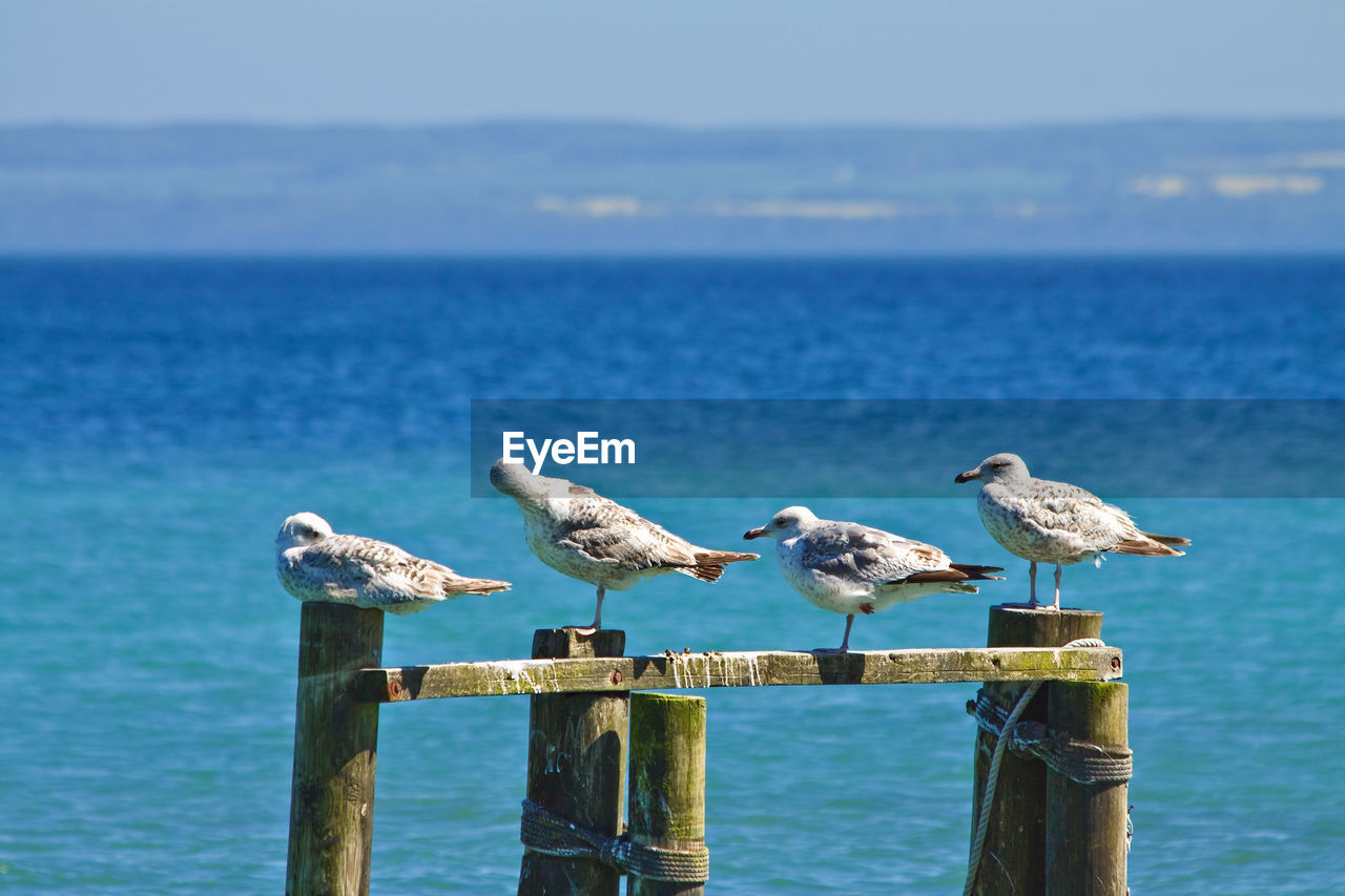 Seagulls perching on wooden post at sea against sky