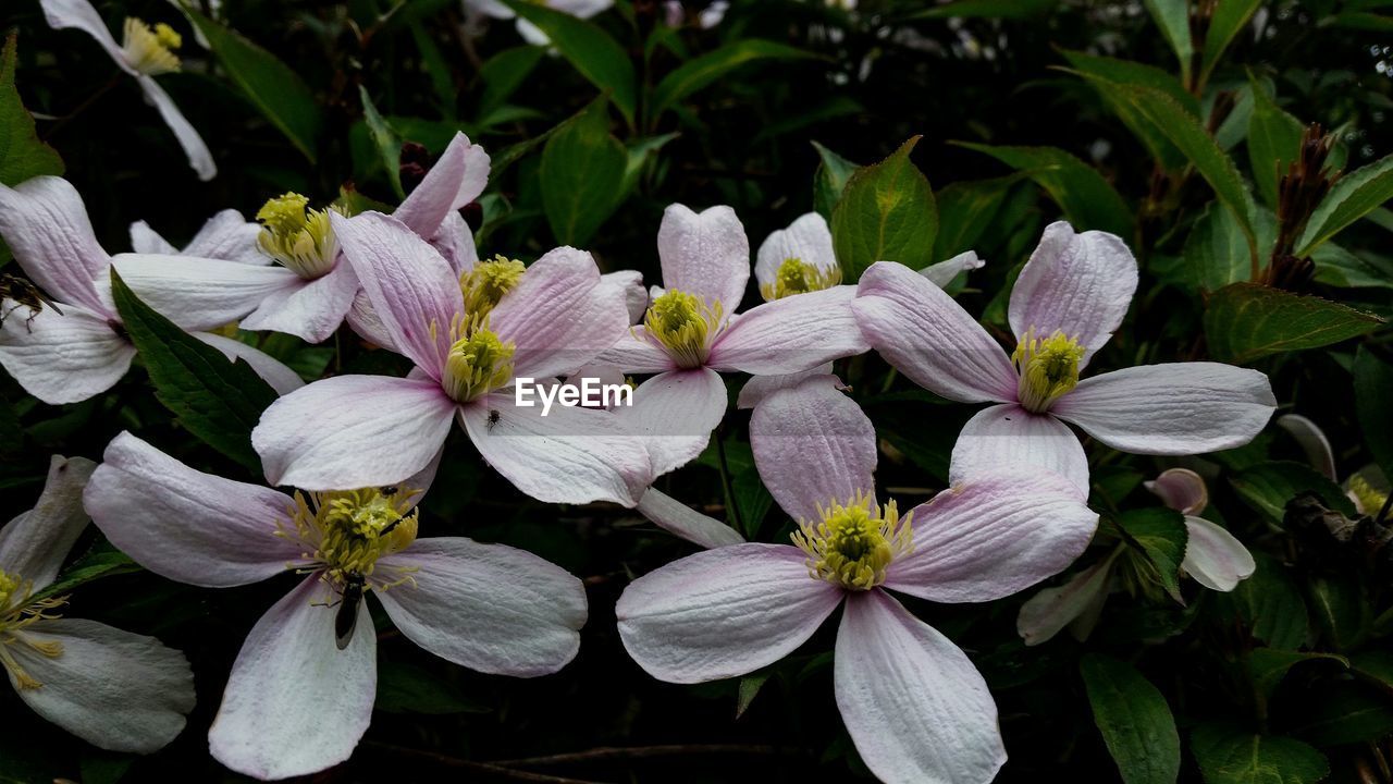 CLOSE-UP OF FRESH WHITE FLOWERS BLOOMING IN PARK