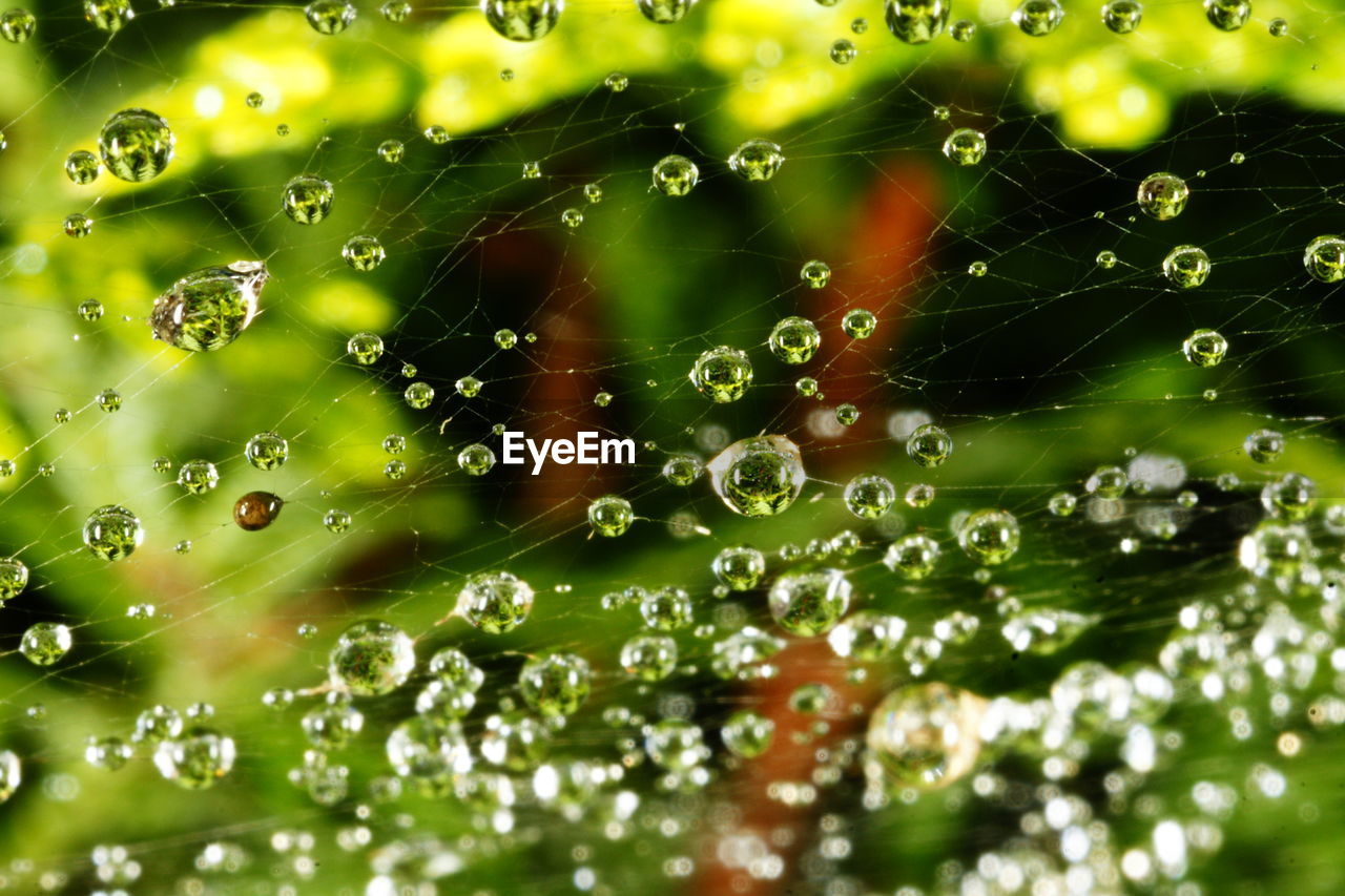 Close-up of water drops on spider web