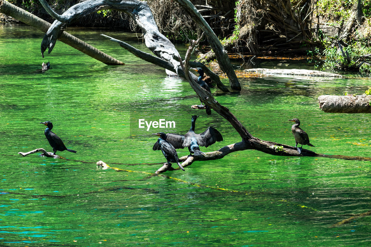 BIRDS IN LAKE