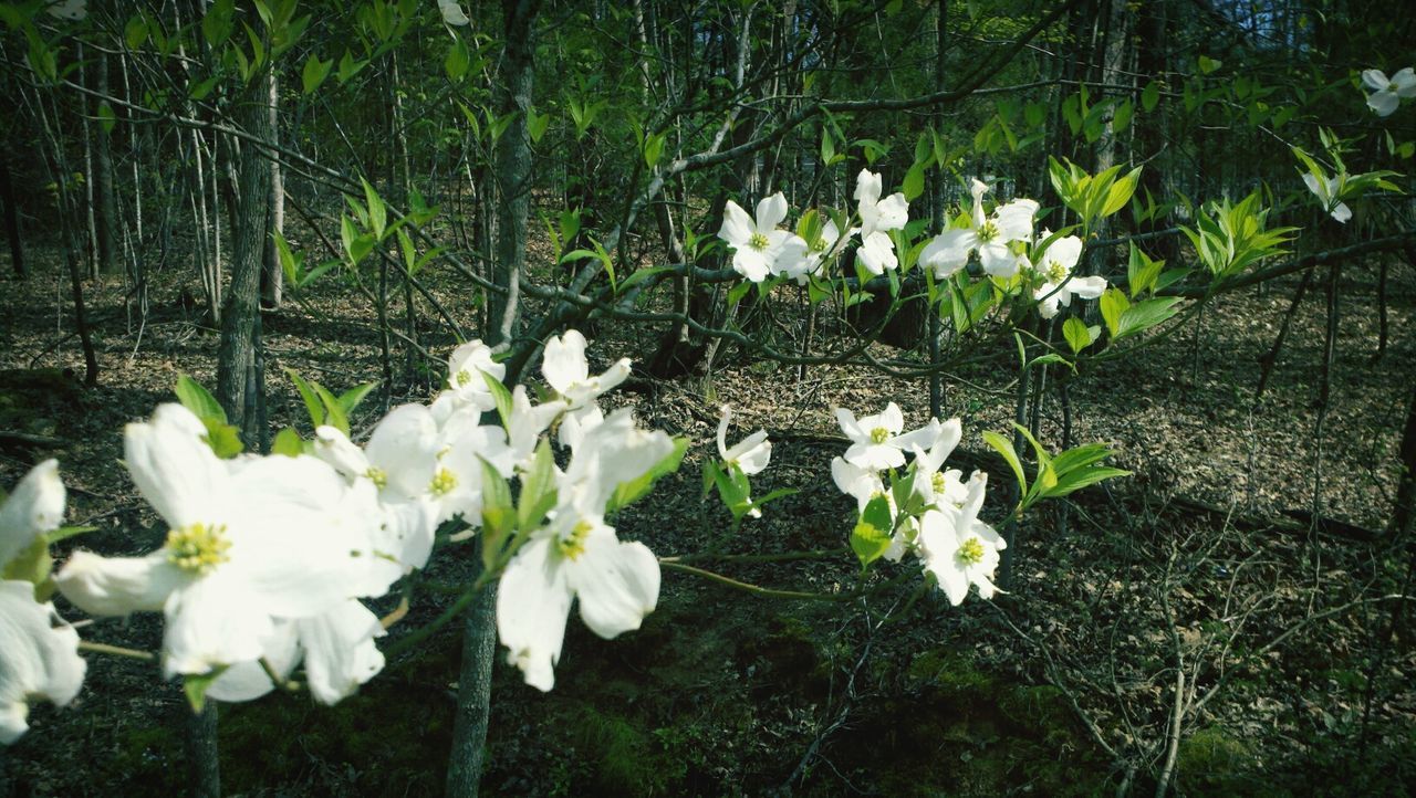 WHITE FLOWERS BLOOMING IN PARK