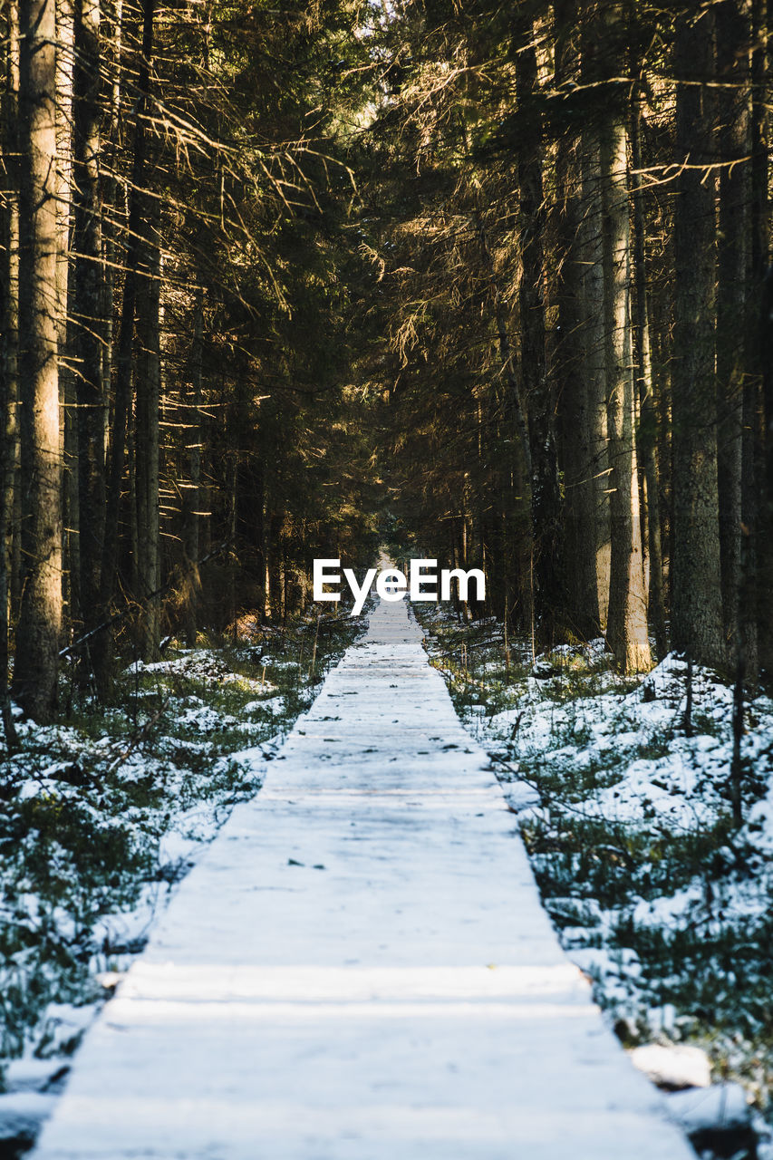 FOOTPATH AMIDST TREES IN FOREST