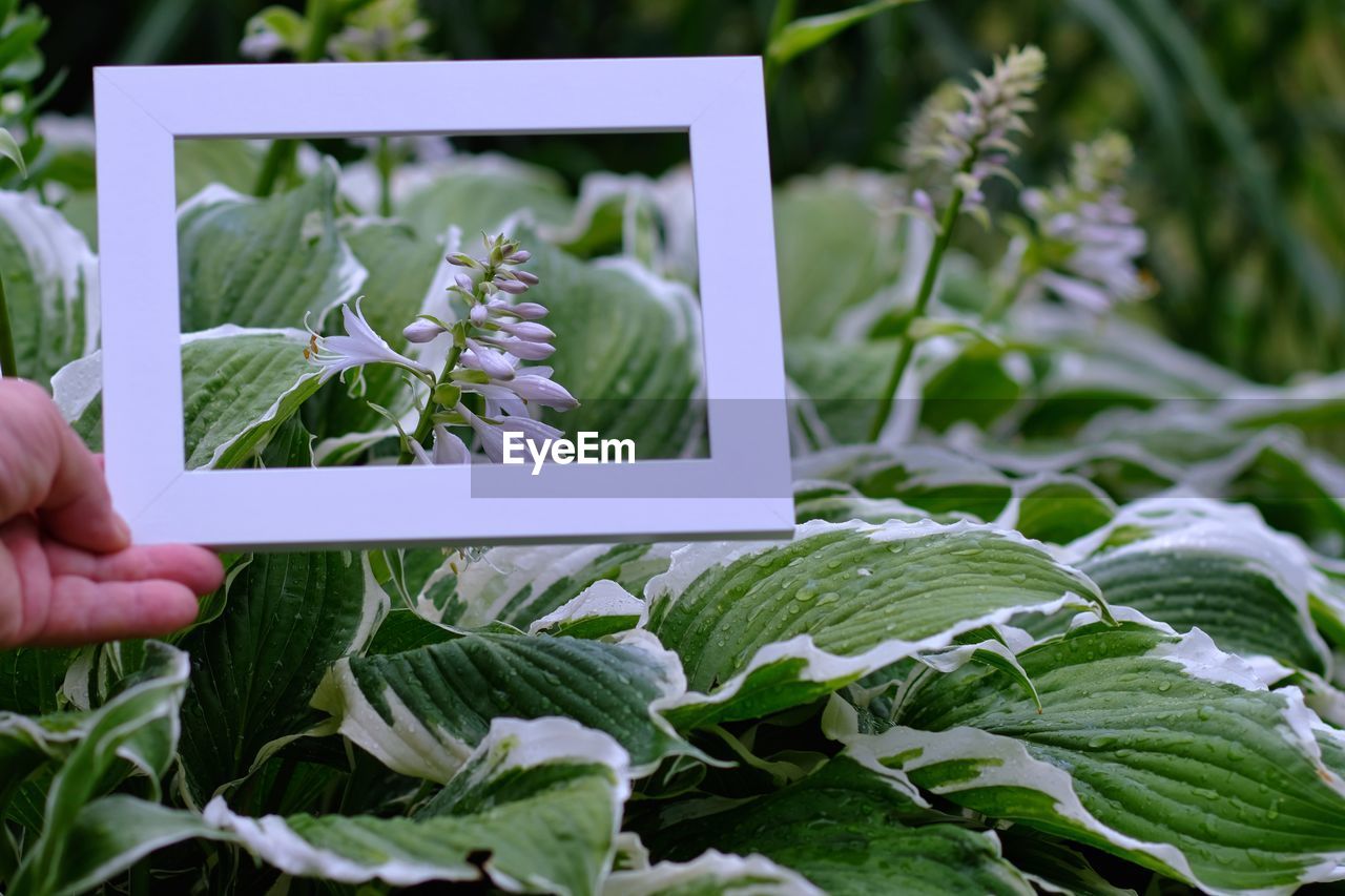 Cropped hand holding blank picture frame against flowering plants