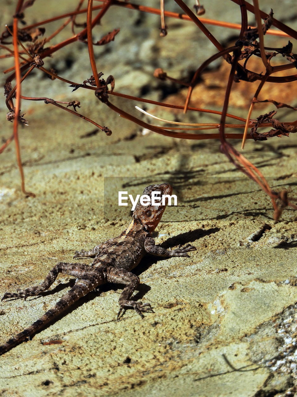 CLOSE-UP OF LIZARD ON ROCK