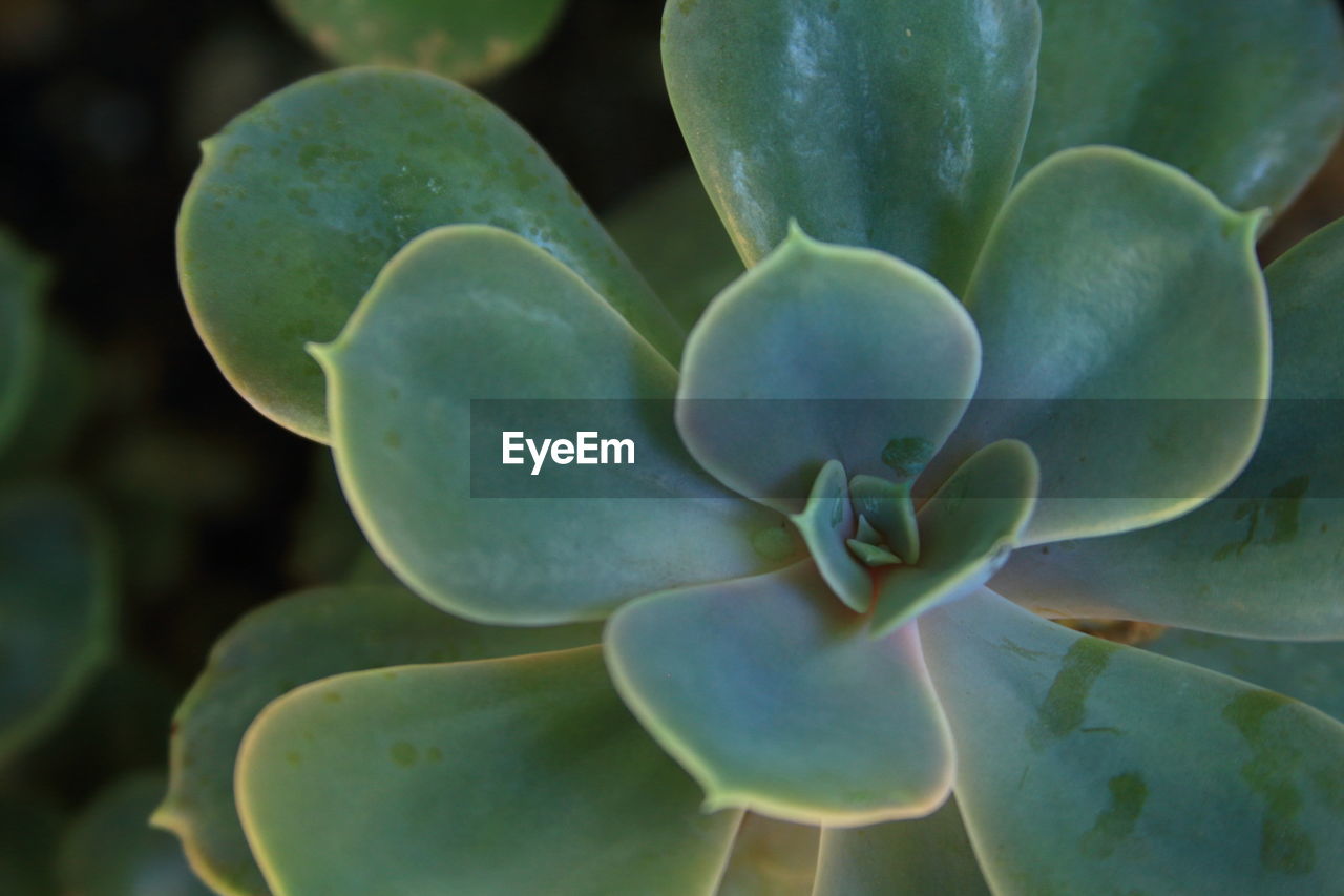 FULL FRAME SHOT OF SUCCULENT PLANTS