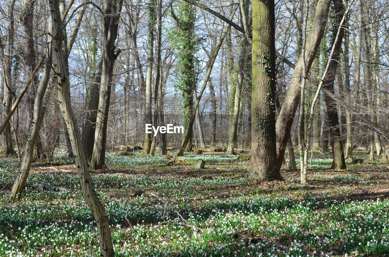 VIEW OF TREES IN FOREST