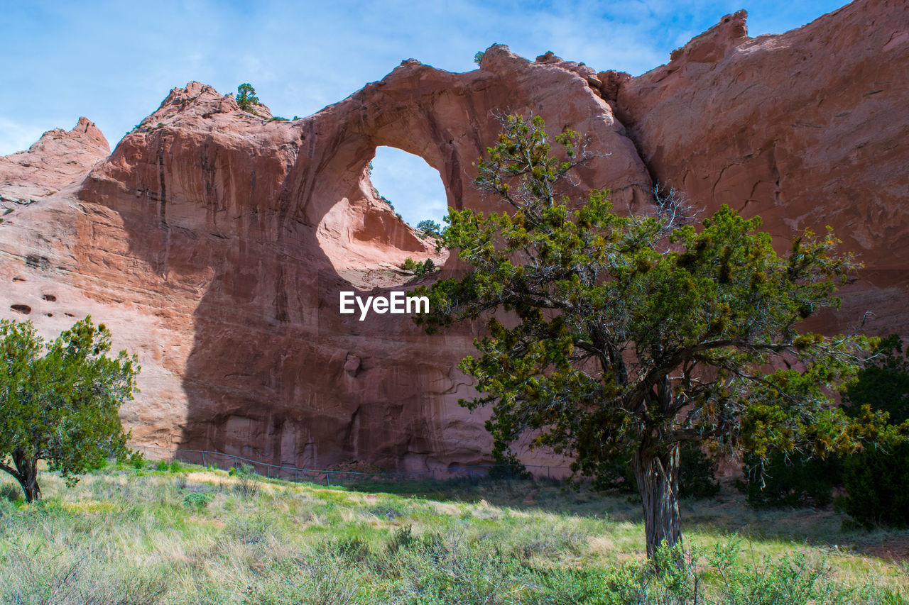 View of trees on rock formation