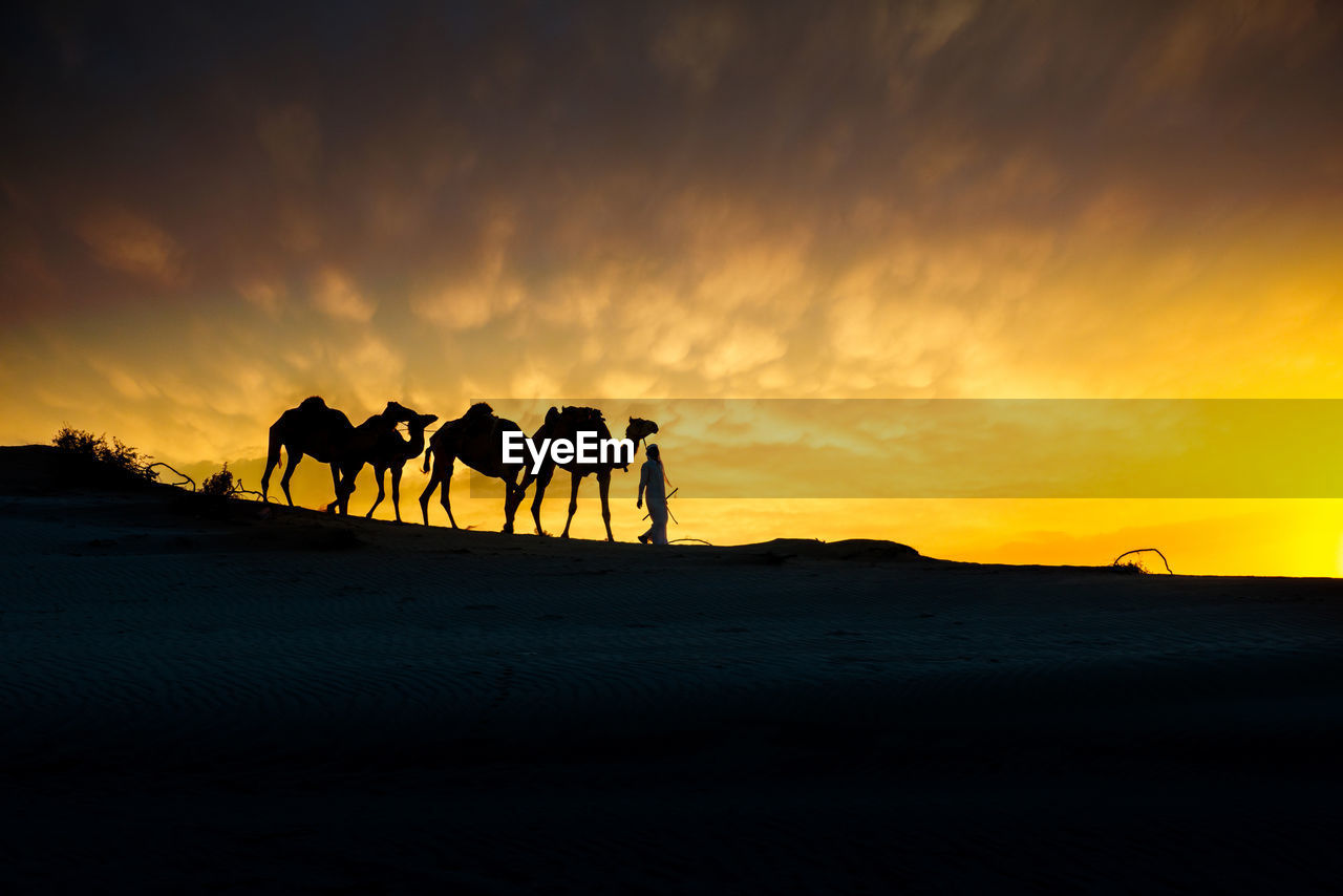 Camel in the desert during sunset in qatar