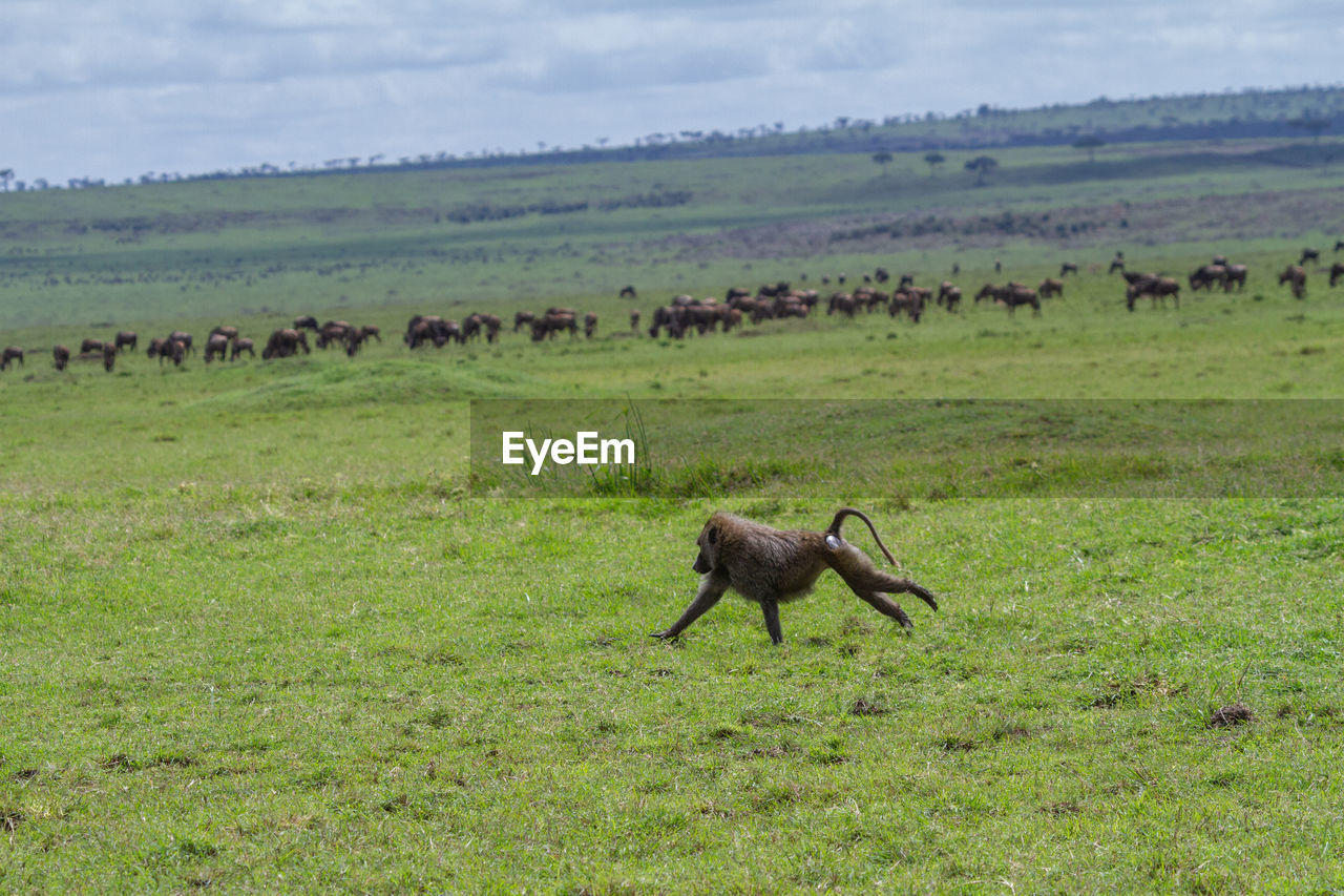 Baboon running across an open field