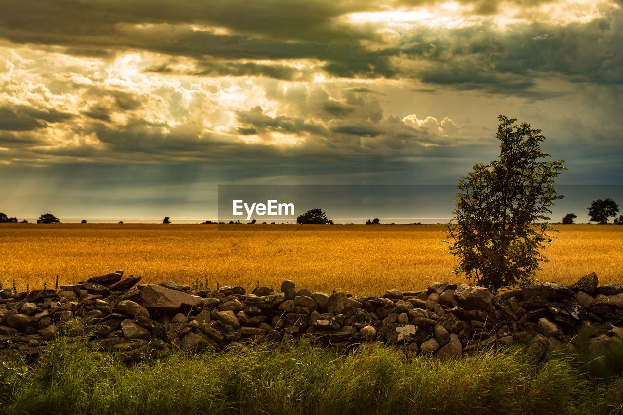 Scenic view of field against sky