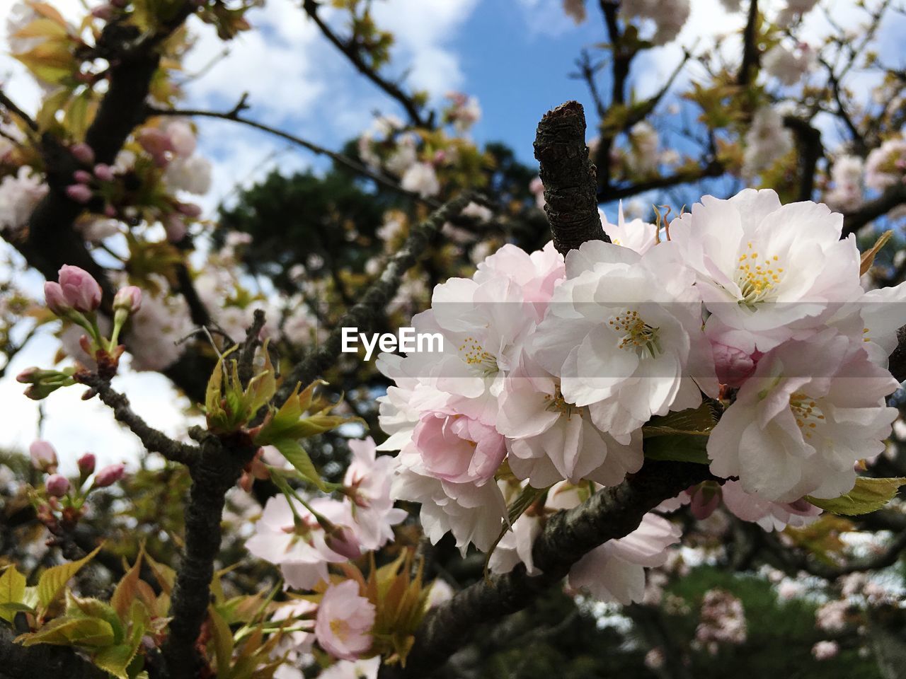 Close-up of cherry blossom tree