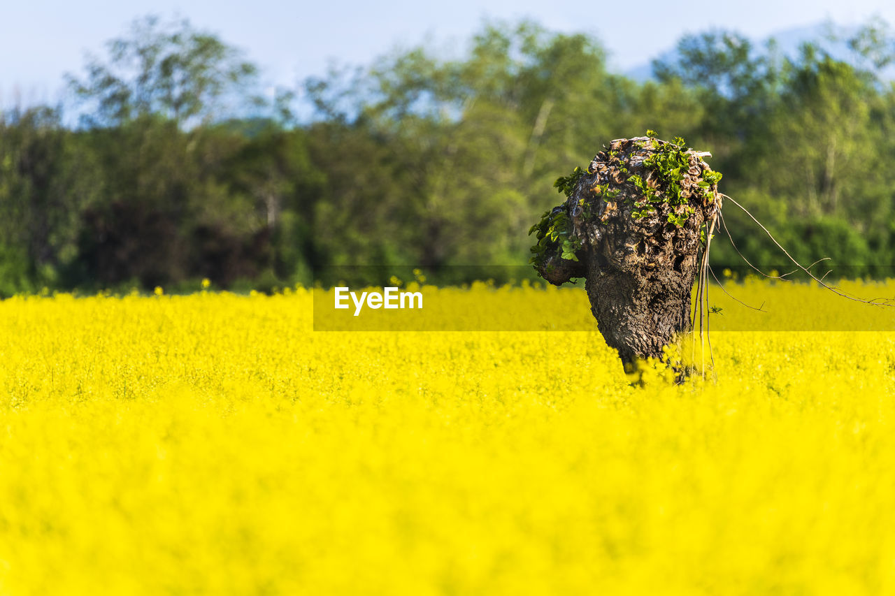 VIEW OF YELLOW FLOWER HEAD