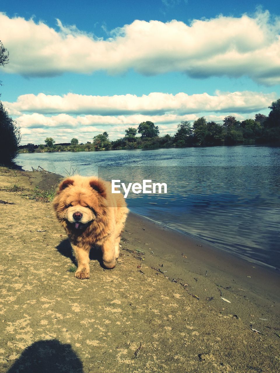 PORTRAIT OF DOG AGAINST TREES AGAINST SKY