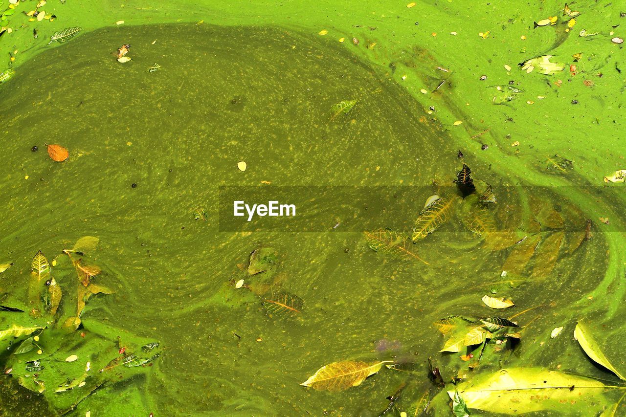 High angle view of algae in water