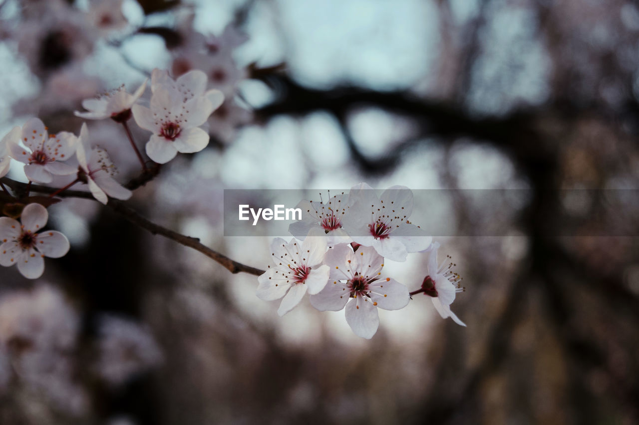 CLOSE-UP OF CHERRY BLOSSOM