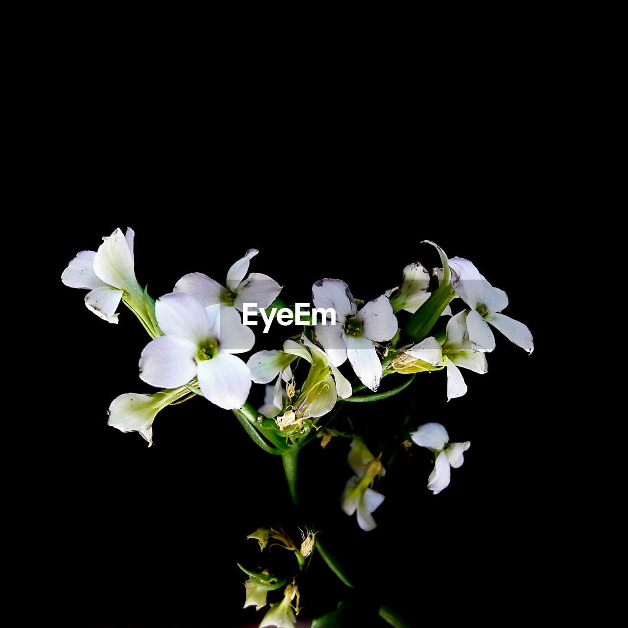 CLOSE-UP OF FLOWER AGAINST BLACK BACKGROUND