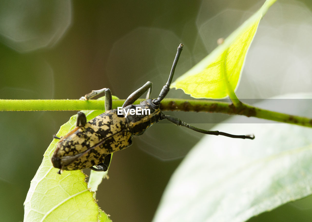 CLOSE-UP OF GRASSHOPPER